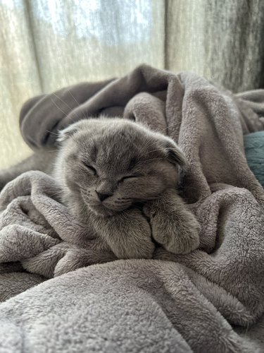 grey cat sleeping on gray blanket.