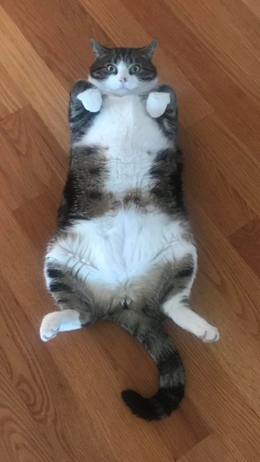 cat shows off belly.