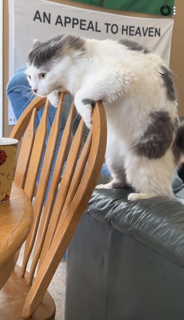cat leans forward over arms of chair