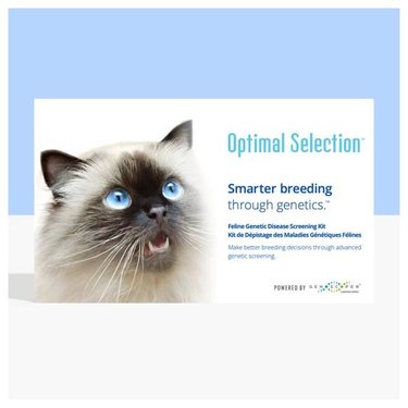 An Optimal Selection™ Feline DNA test kit with a Siamese cat on the box