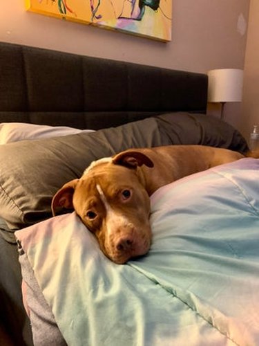 foster fail dog sleeps on human's bed