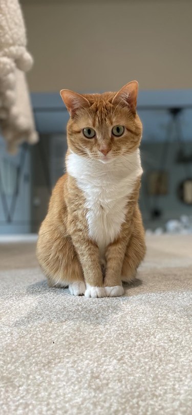 daughter is jealous of mother's love for family cat