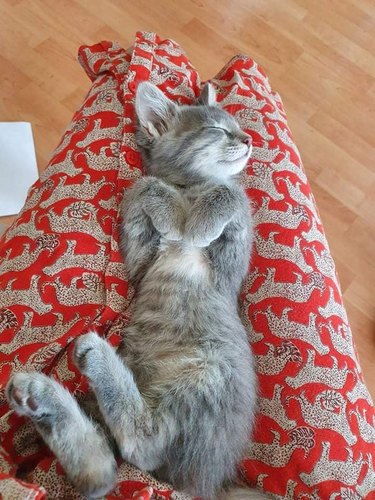 newly adopted cat sleeps on person's lap
