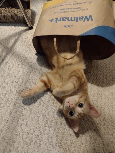 orange cat in paper bag
