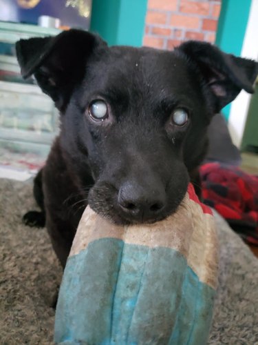 senior dog adopted at age 12