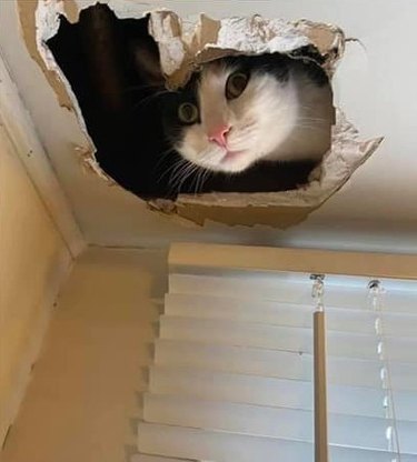 cat looks down through hole in ceiling.