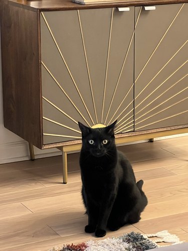 cat sitting in front of credenza with a sunset