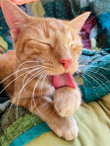 orange cat licks their paw.
