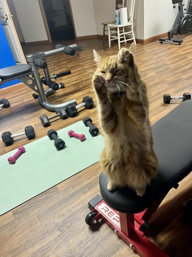 cat wants attention from person lifing weights