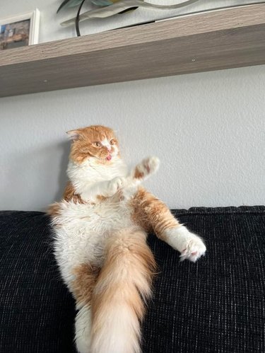 orange cat looks like it is doing kung fu.