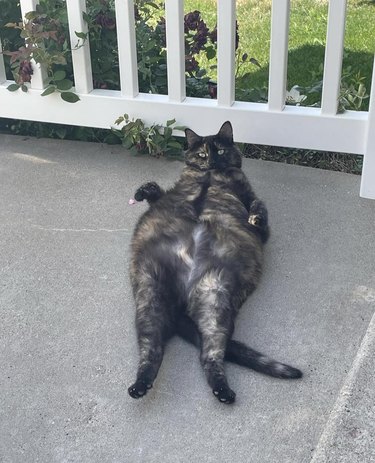 chonky cat flashes belly on porch