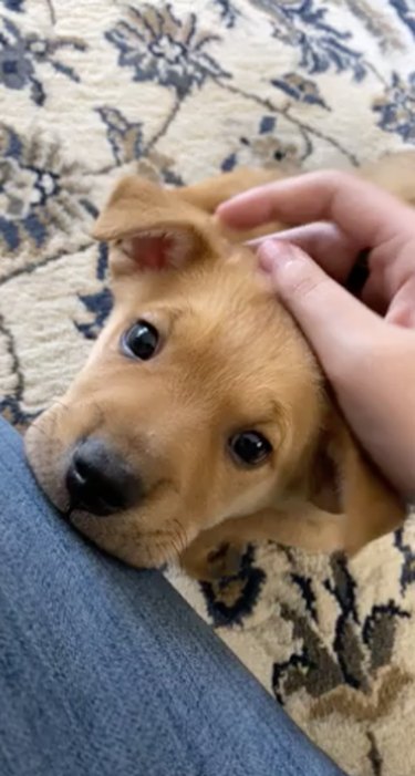 puppy stares lovingly at new human