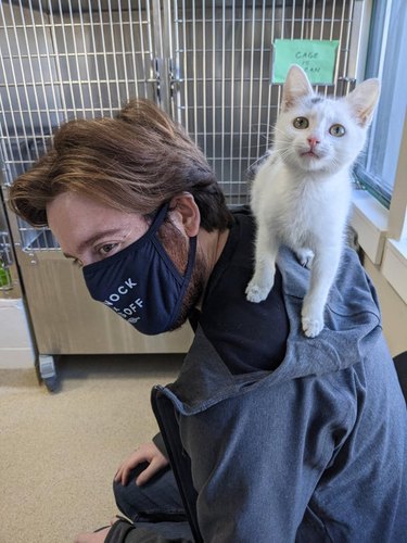kitten picks human at shelter