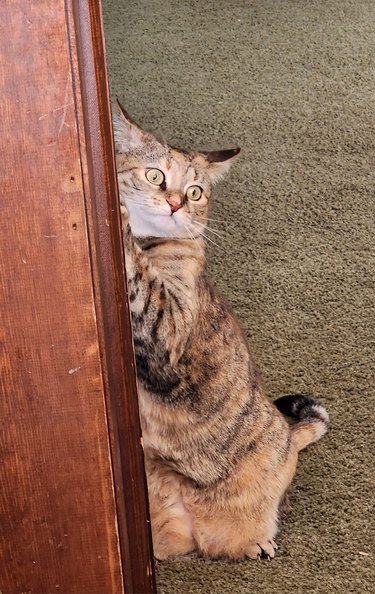 cat scratches framing around door