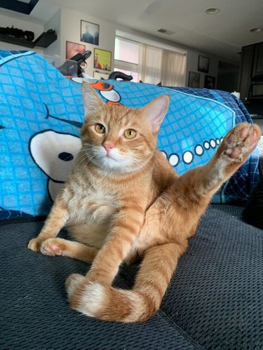 orange cat extends leg in the air.