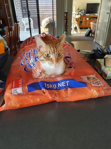 cat sleeping in bag of carrots