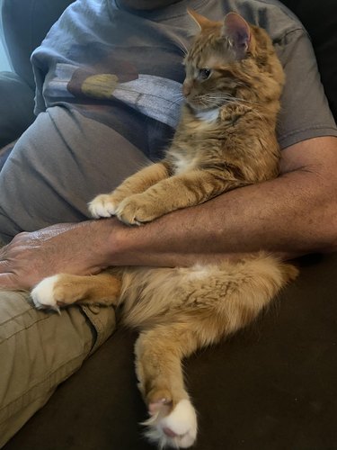 cat watches tv like a human