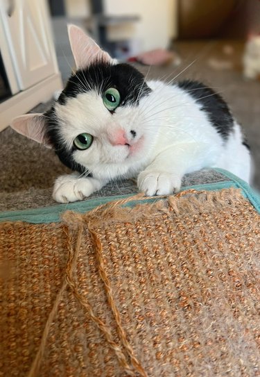 cat stares intently at person with their head leaning sideways