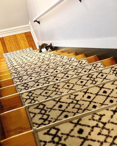 cat staring and waiting at the bottom of a staircase.