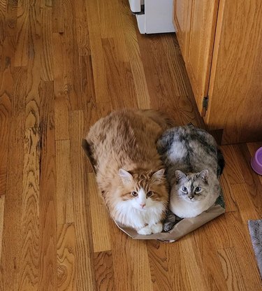 two cats laying on top of one paper bag.