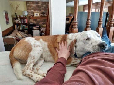 newly adopted dog sleeps on human