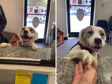 dog says goodbye to shelter staff