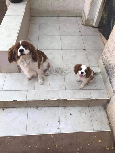 adopted dog meets lookalike dog