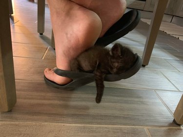 adopted kitten sleeps in flip flop