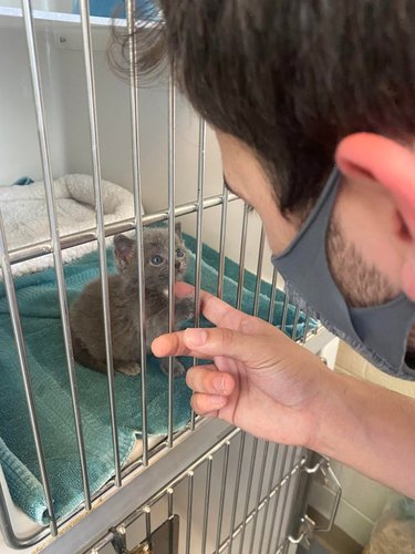 man adopts tiny kitten