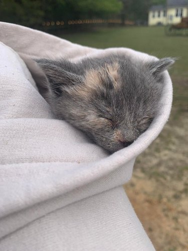 kitten sleeps in hood of sweatshirt