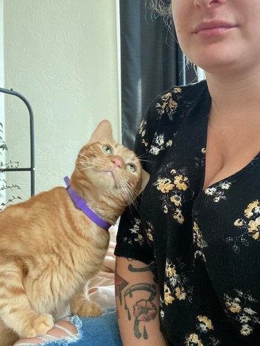 orange cat rubs head against human.