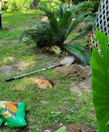 orange cat hides in hole in ground.