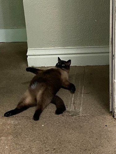 siamese cat lays flat on their back on the floor.