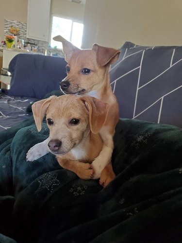 sibling dogs cuddle together