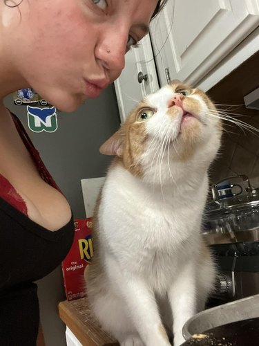 cat does not want human kisses