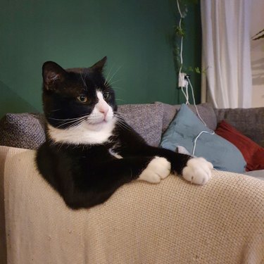 adopted cat sits like human on couch