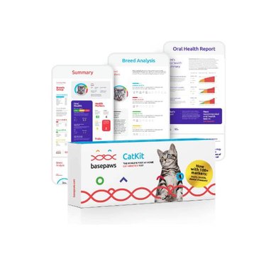 A Basepaws Cat DNA Test with samples of the various reports included in one, like breed and oral health analysis.