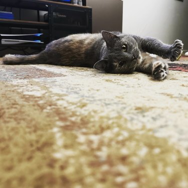 a gray cat stretching itself on the carpet