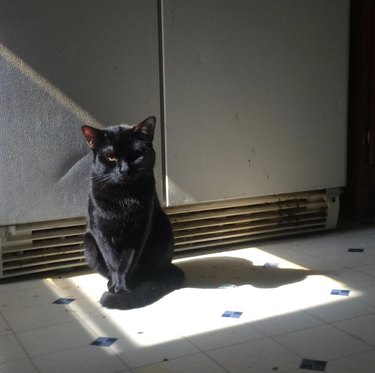 a black cat sitting in a sun spot on the ground