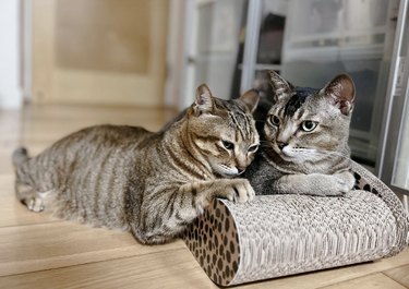 two cats sitting close together like they are gossiping