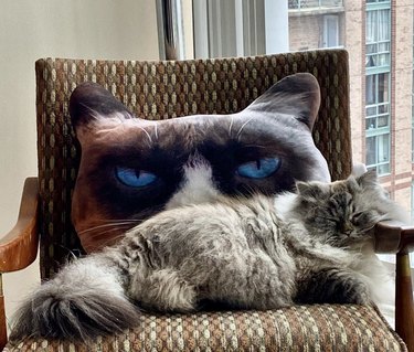 a fluffy gray cat sleeping in front of a grumpy cat pillow