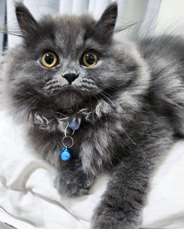 a furry gray cat who looks surprised