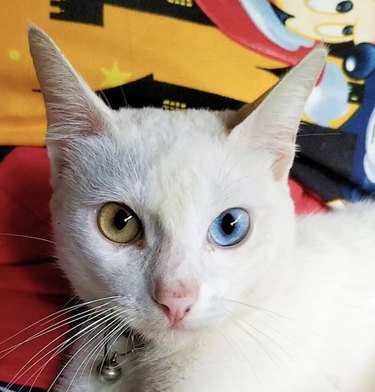 a white cat with blue and green eyes