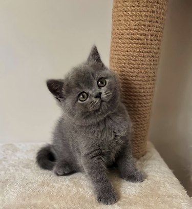 a gray kitten looking innocent and cute
