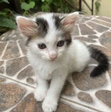 a black and white kitten with a pink nose