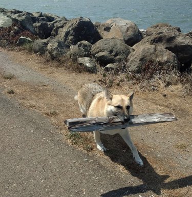 A dog carrying a big stick or piece of driftwood by the ocean.