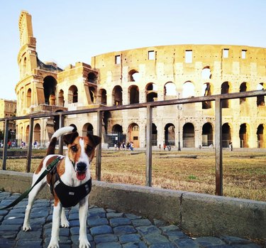 dog in front of colosseum in Rome