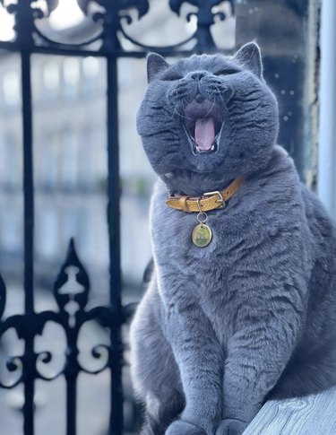 gray cat with its mouth wide open