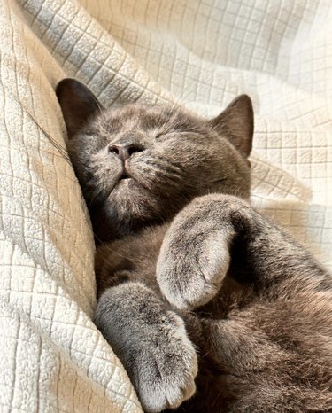 a cute cat napping