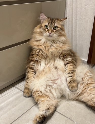 an orange fluffy cat sitting with its hind legs outstretched